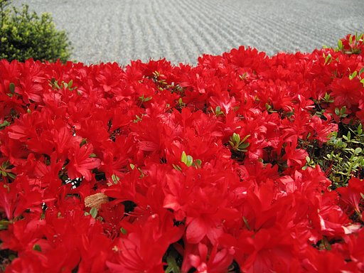 [おだやかに・・・・・春] ツツジ