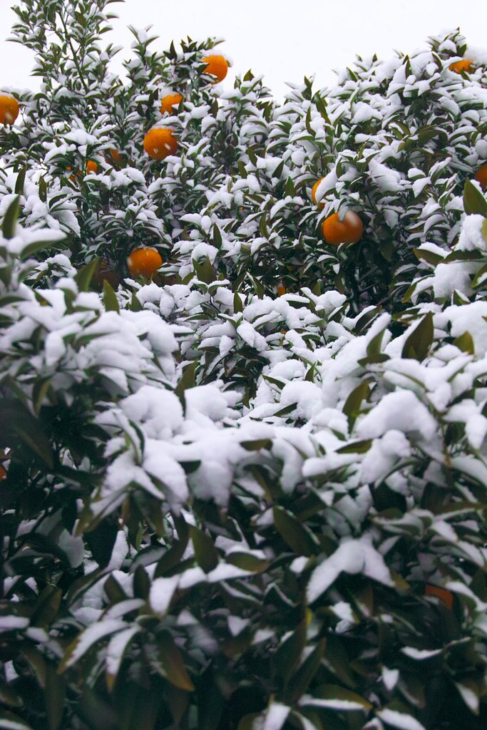 雪の朝