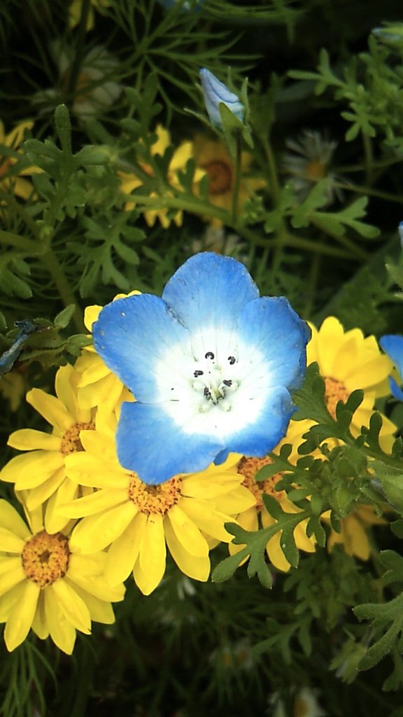 山は春満開な花