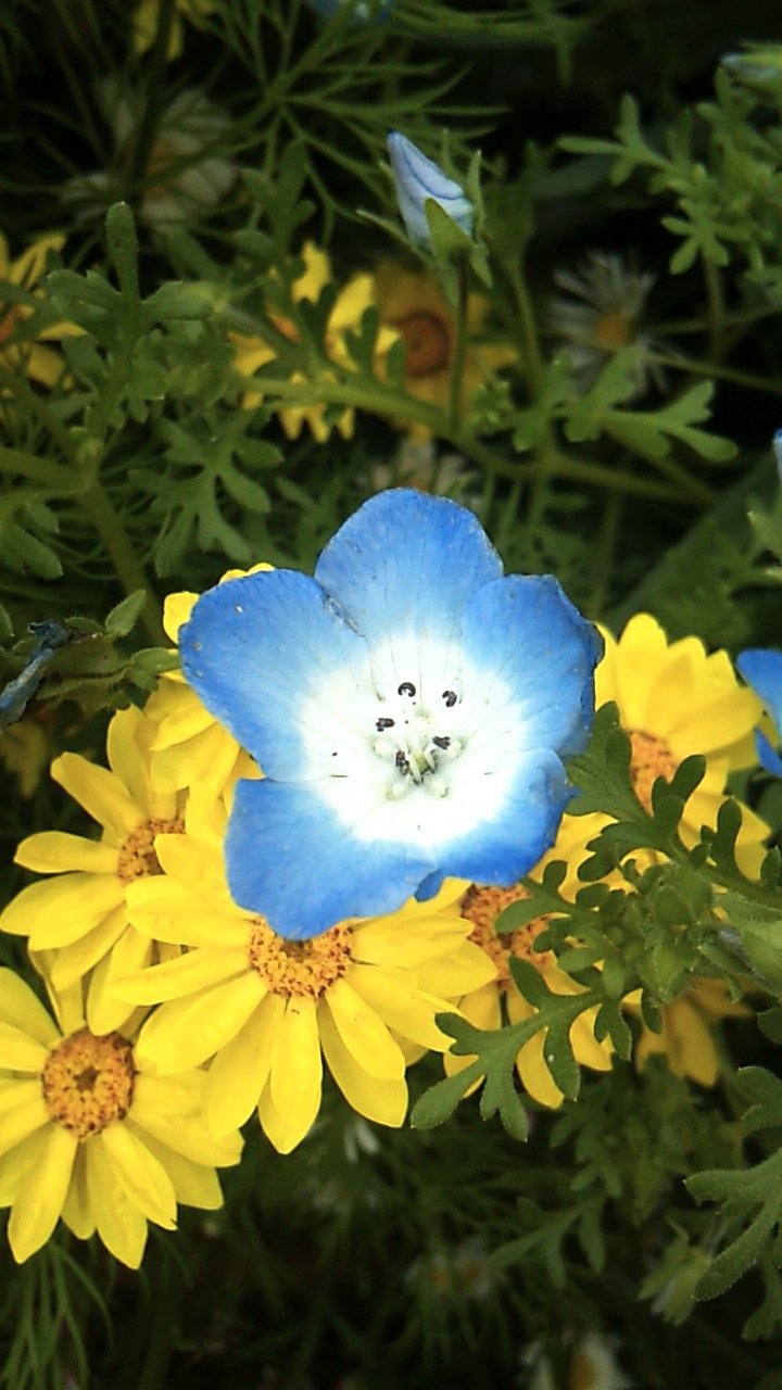 山は春満開な花