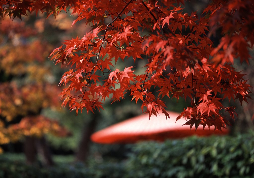 紅葉(純日本風？)
