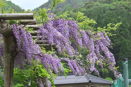 【質】棚に収まるのは嫌だ！