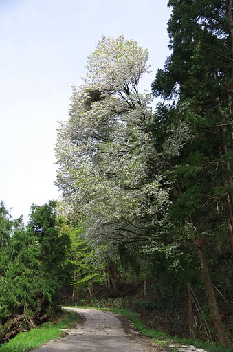 【質】貫禄十分の山桜の古木