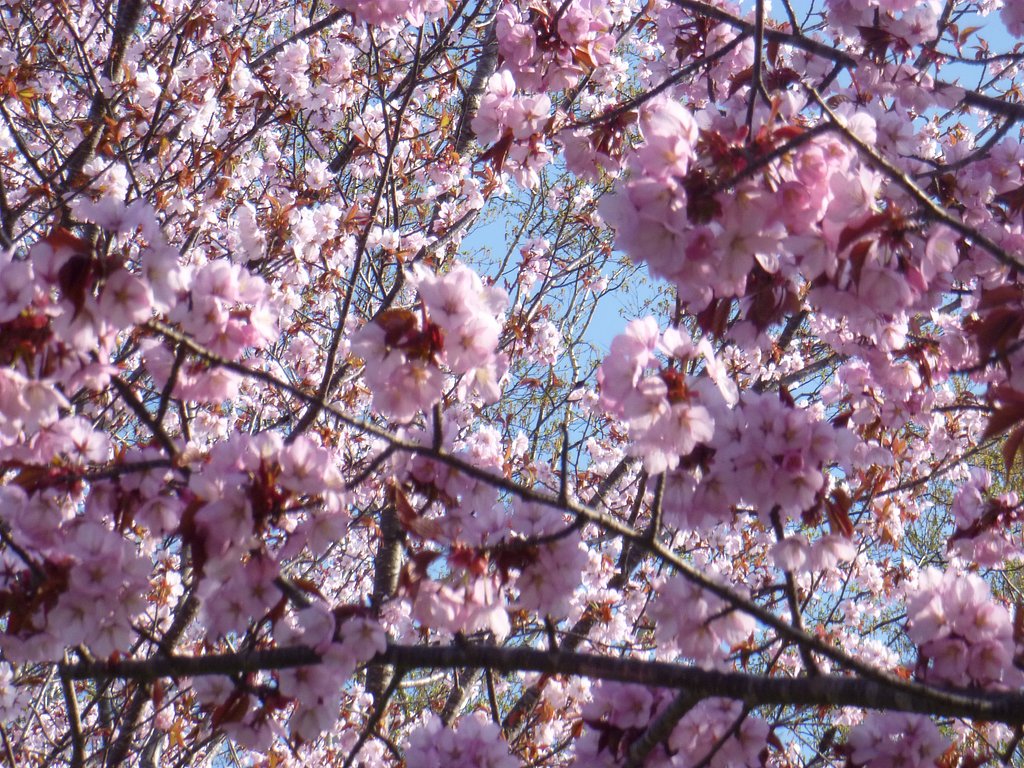 桜