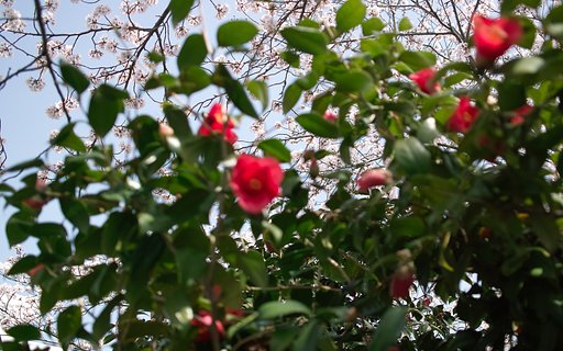 【質】覗き見