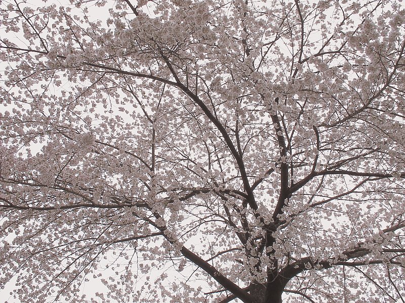 花曇り