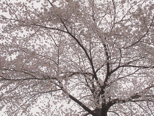 花曇り