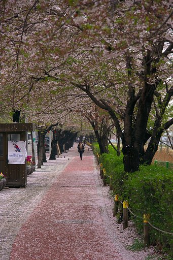 桜が散るころ２