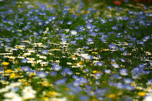 コラボレのお花さんたち