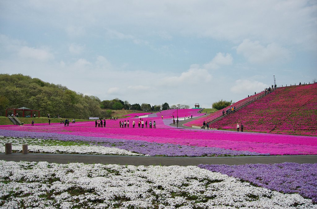 栃木の芝櫻・・・