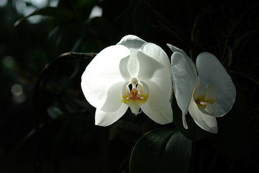 植物園にて