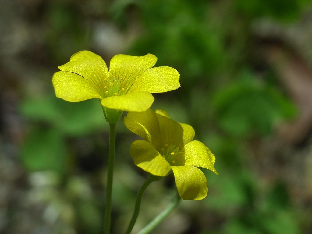 立派な花です