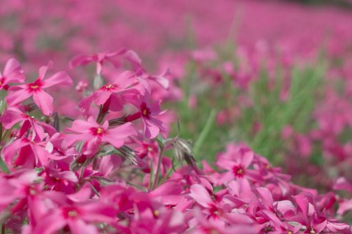 【質】花