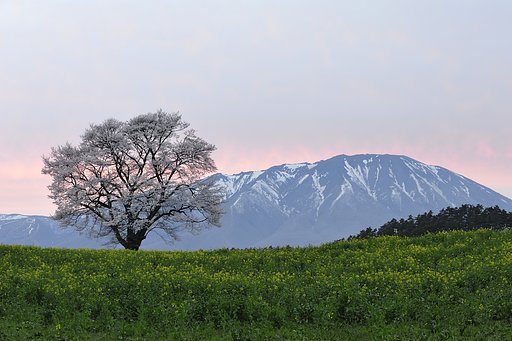 岩手にはまだ桜があります。