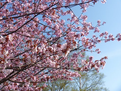 桜