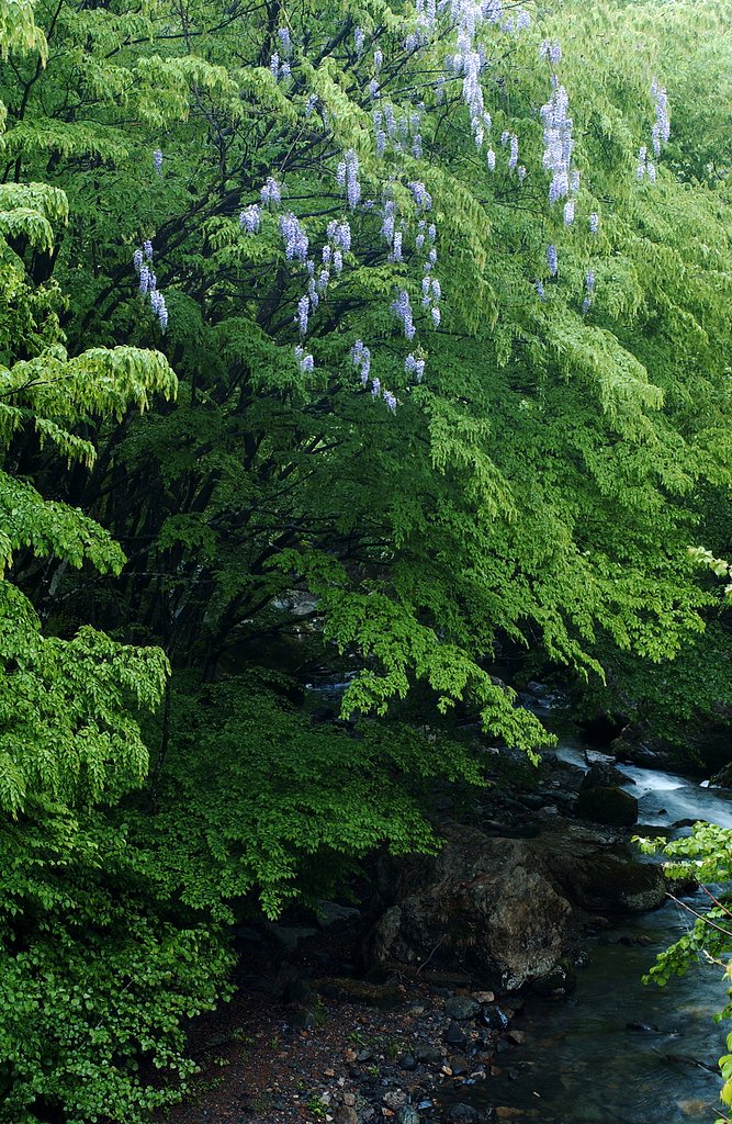 新緑の空気