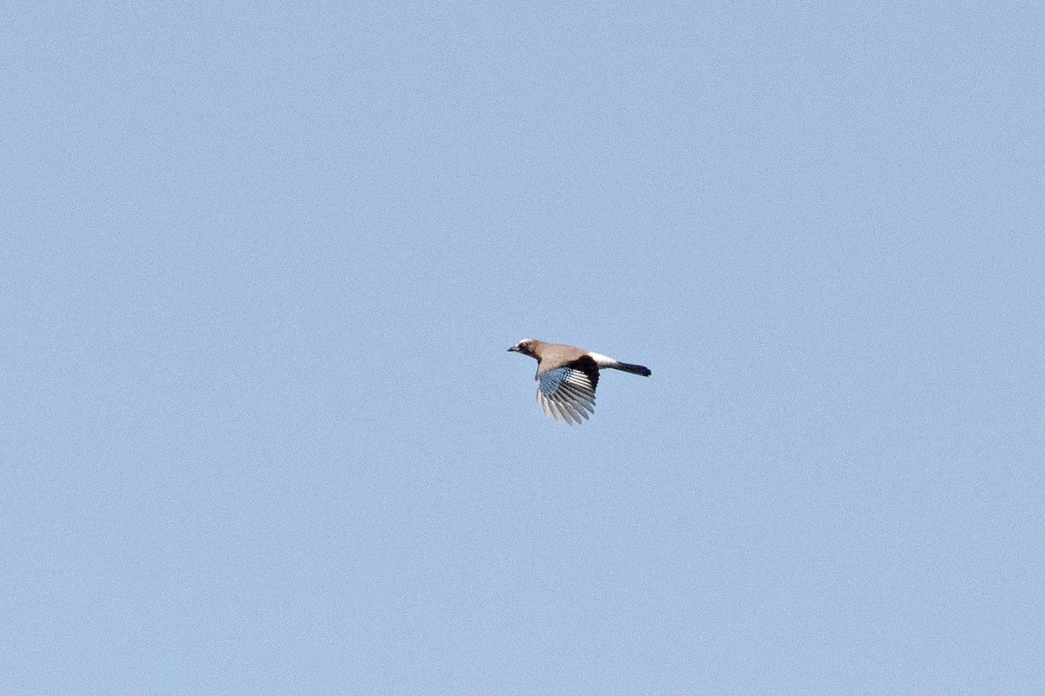 初・カケス