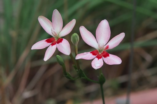 トテモ小さいあやめ・・