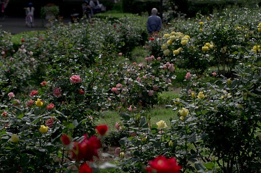 薔薇の薫りに包まれて