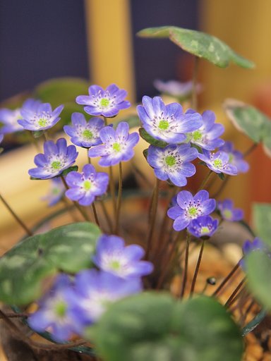 雪割草（鉢植え）