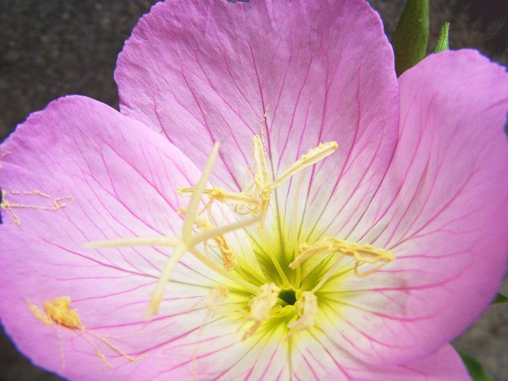 昼咲き月見草