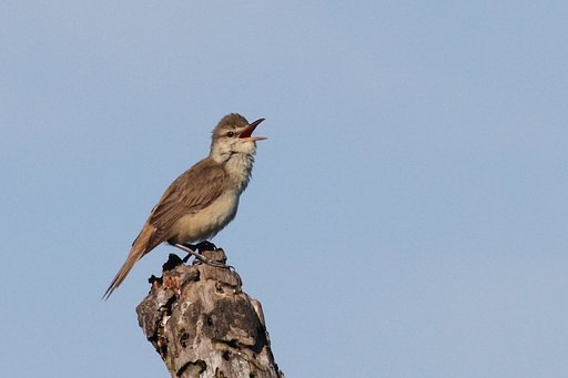 オオヨシキリ