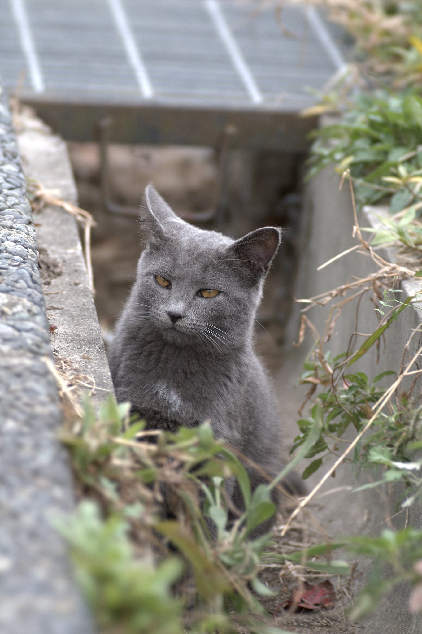 【猫】猫写真のミステリー