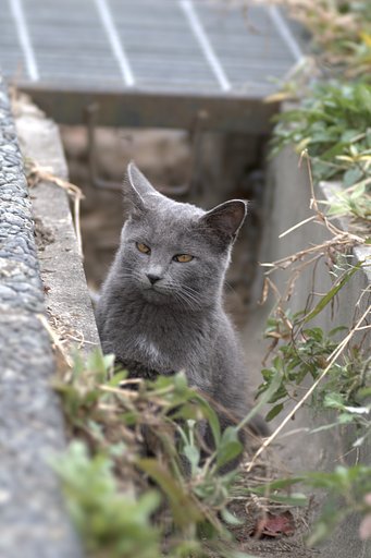 【猫】猫写真のミステリー