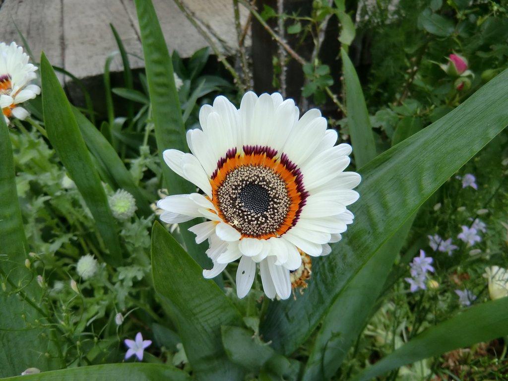 キク科の花