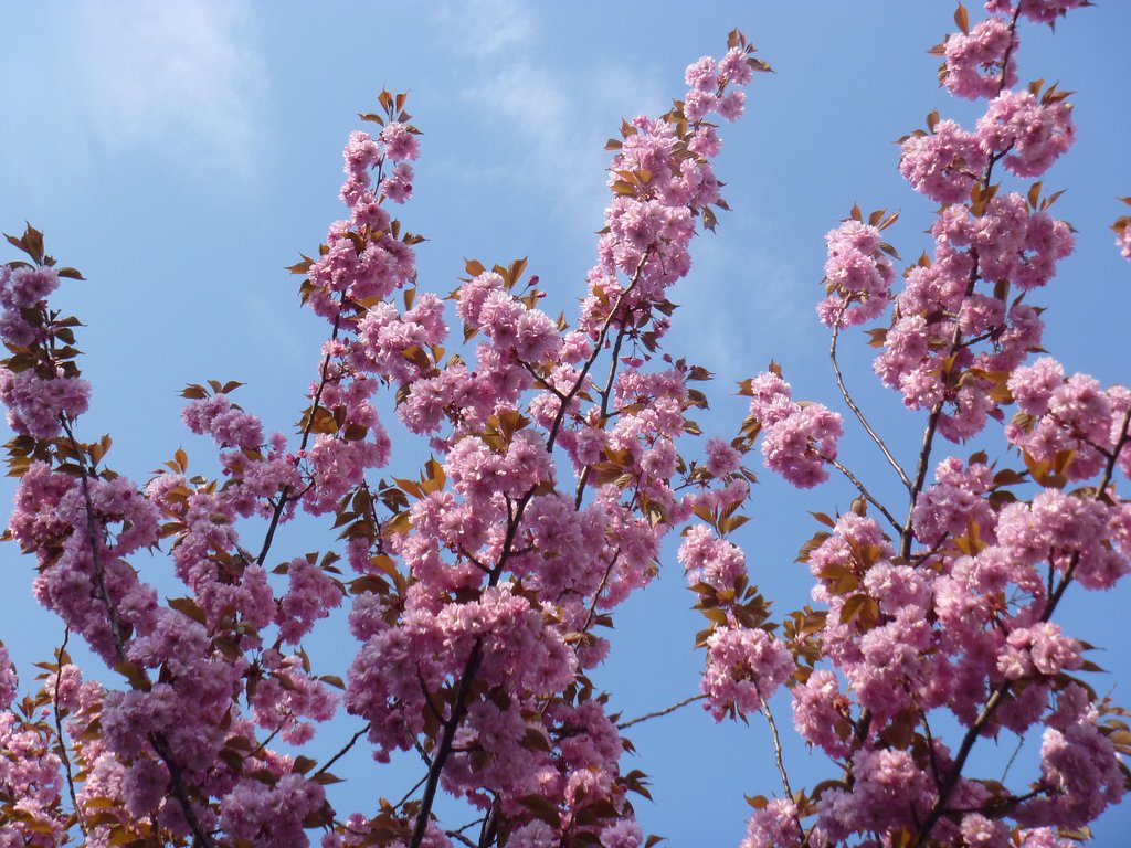 桜3
