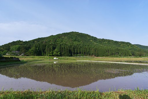 コシヒカリ田植え!
