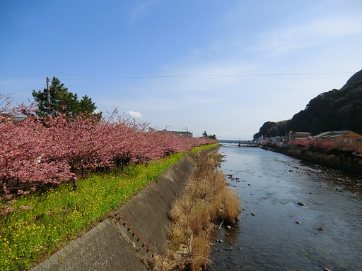 河津桜