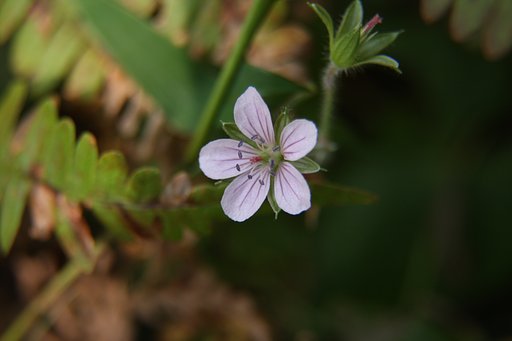 よく似た花