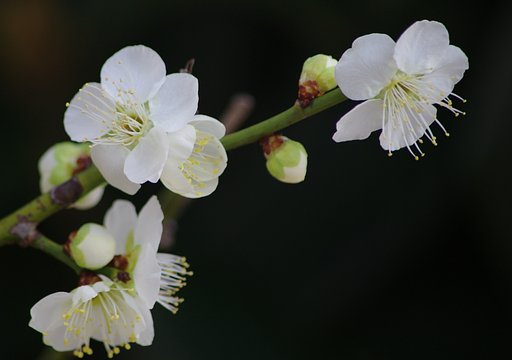 早春の兆し