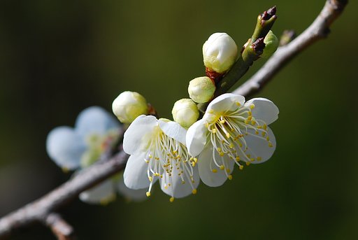 白梅