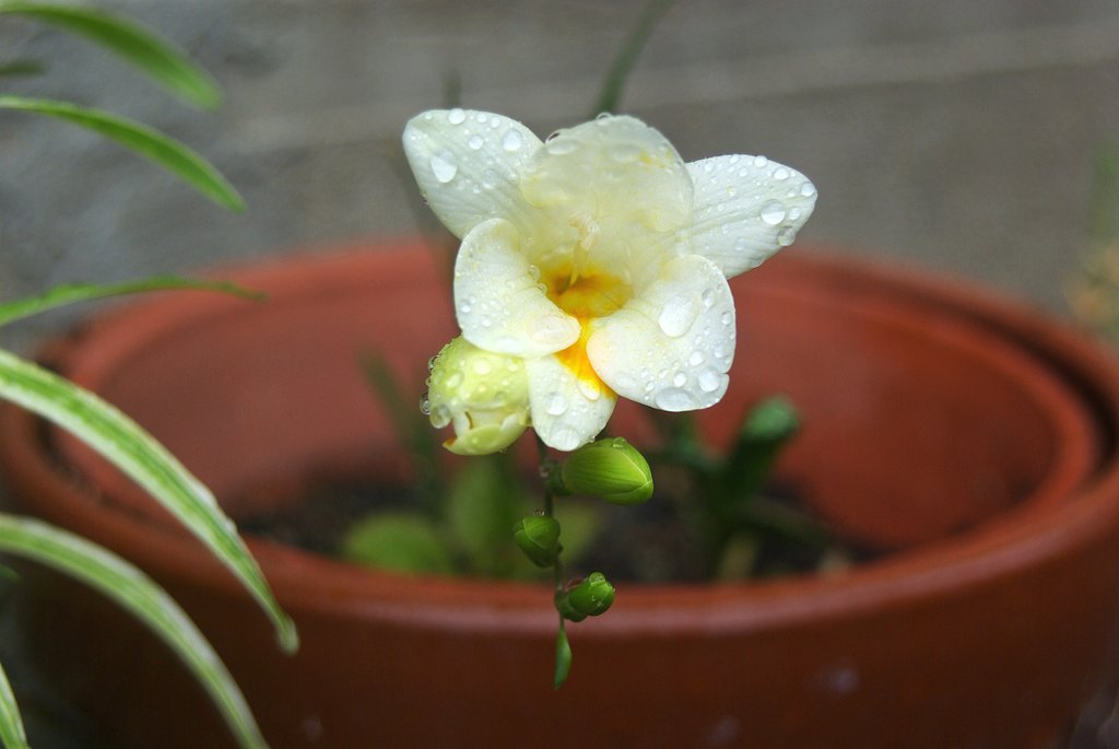 雨の中でも香水の香りが!