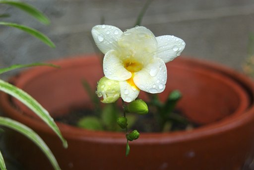 雨の中でも香水の香りが!