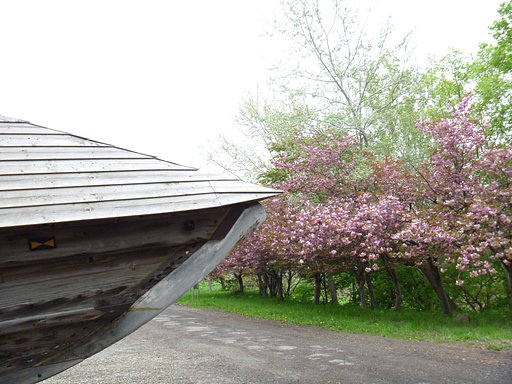 【質】桜