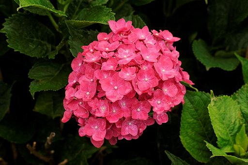 赤い　アジサイの花