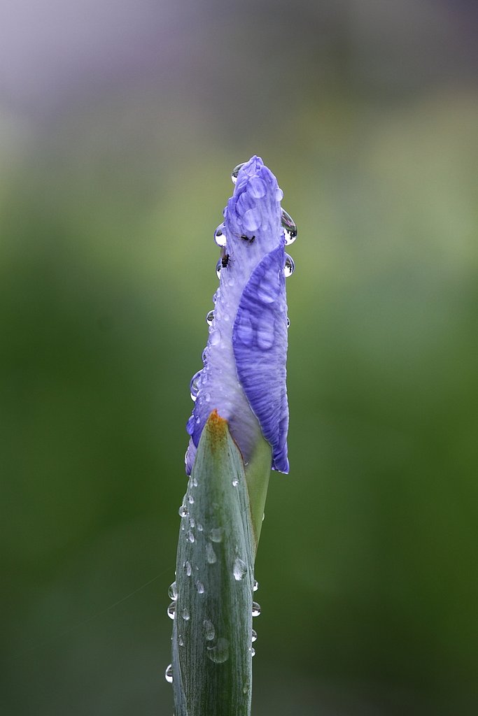 もうすぐ開花？