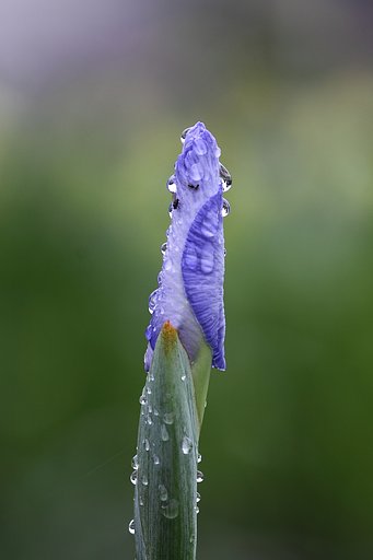もうすぐ開花？