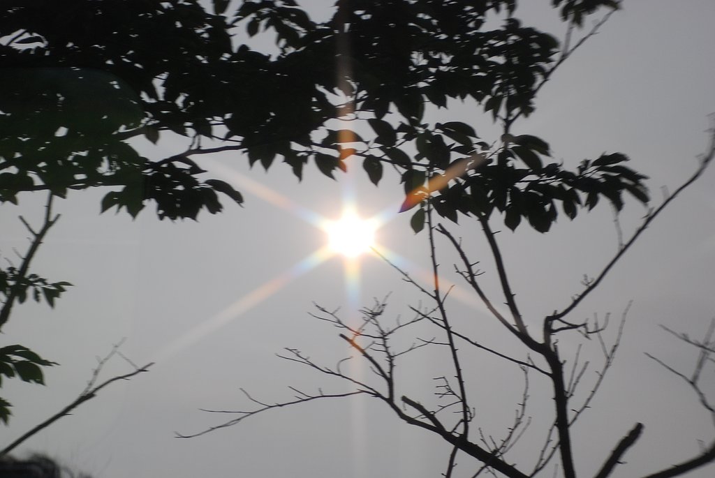 陽光