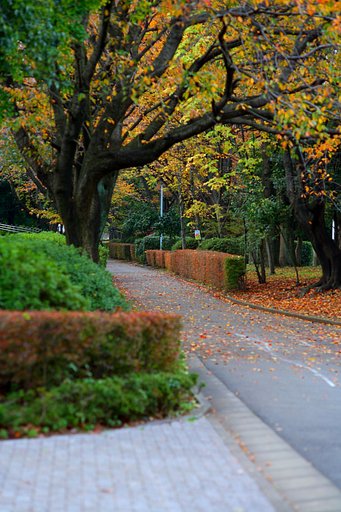 これも紅葉