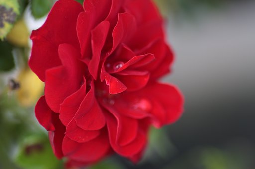 バラが咲いた