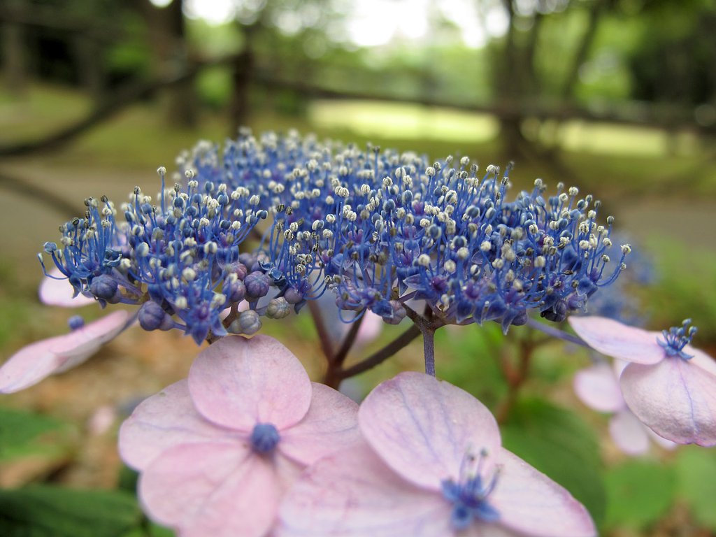 紫陽花