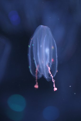僕もクラゲ