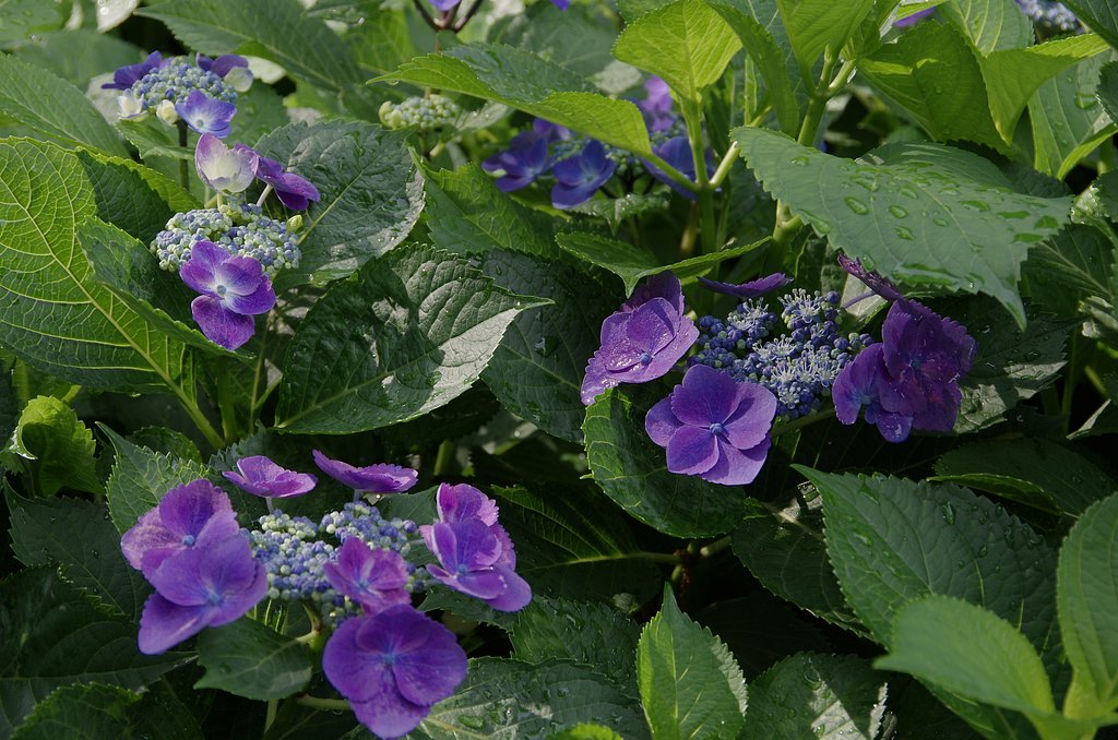 輝く紫陽花