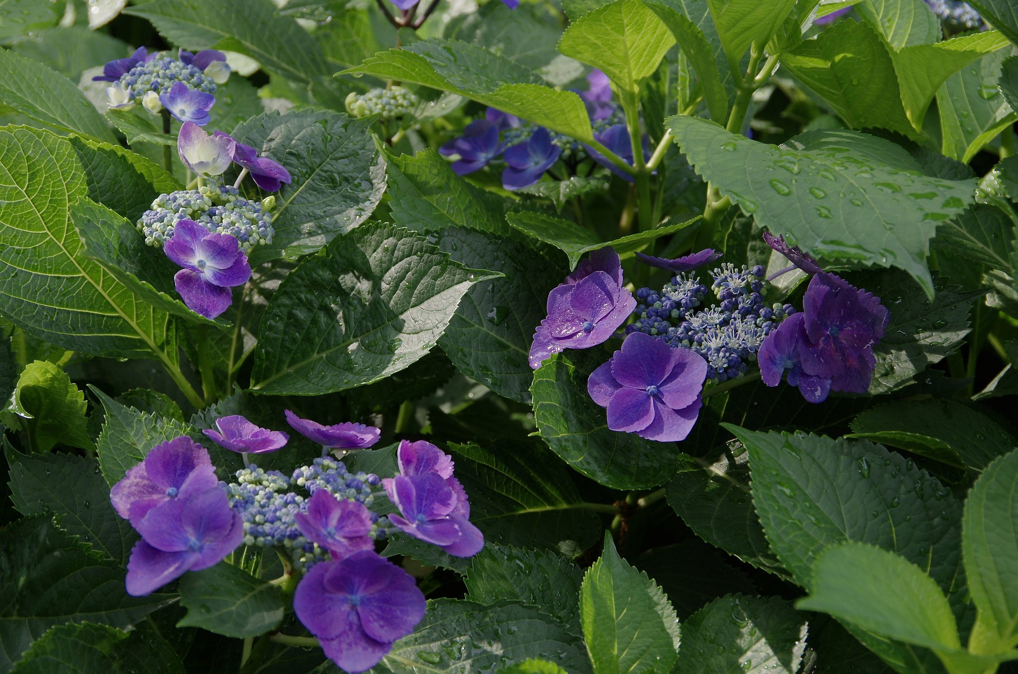 輝く紫陽花
