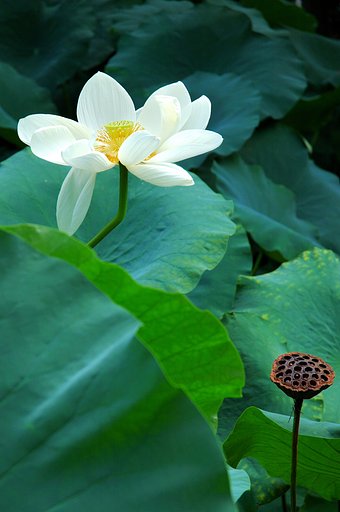 散り行く蓮