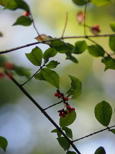 八国山2011秋（Ekio×masa）Ekio2